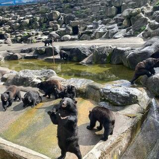 奥飛騨クマ牧場のクチコミ写真1