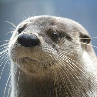 アクアワールド茨城県大洗水族館の写真23