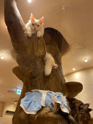 Cat Cafe てまりのおしろのクチコミ写真1