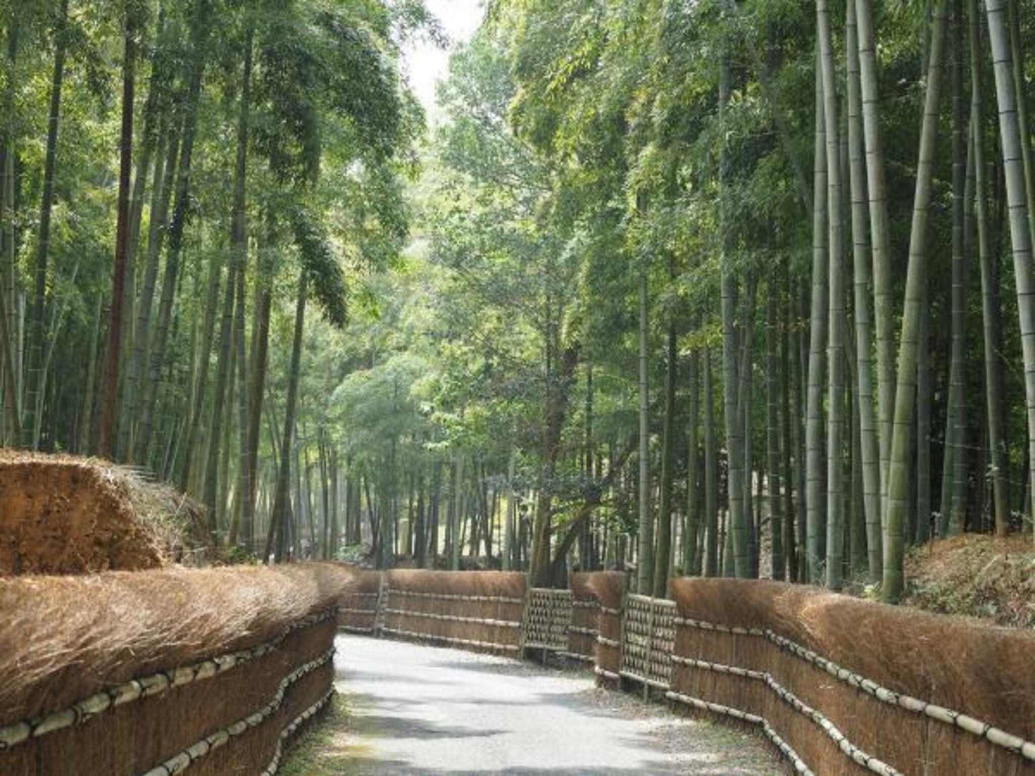 竹の径の代表写真2