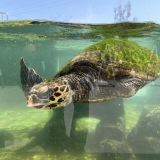 わくわく海中水族館シードーナツの写真8