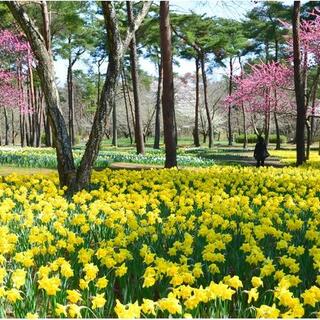 国営ひたち海浜公園 プレジャーガーデンの写真14