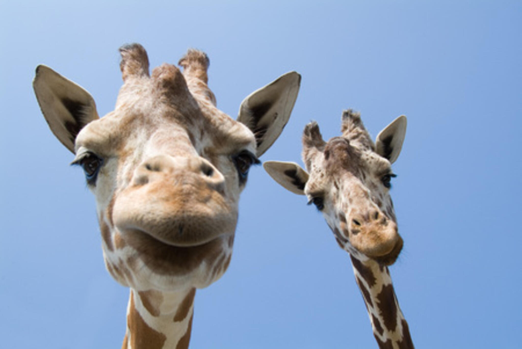 九州自然動物公園 アフリカンサファリの代表写真10