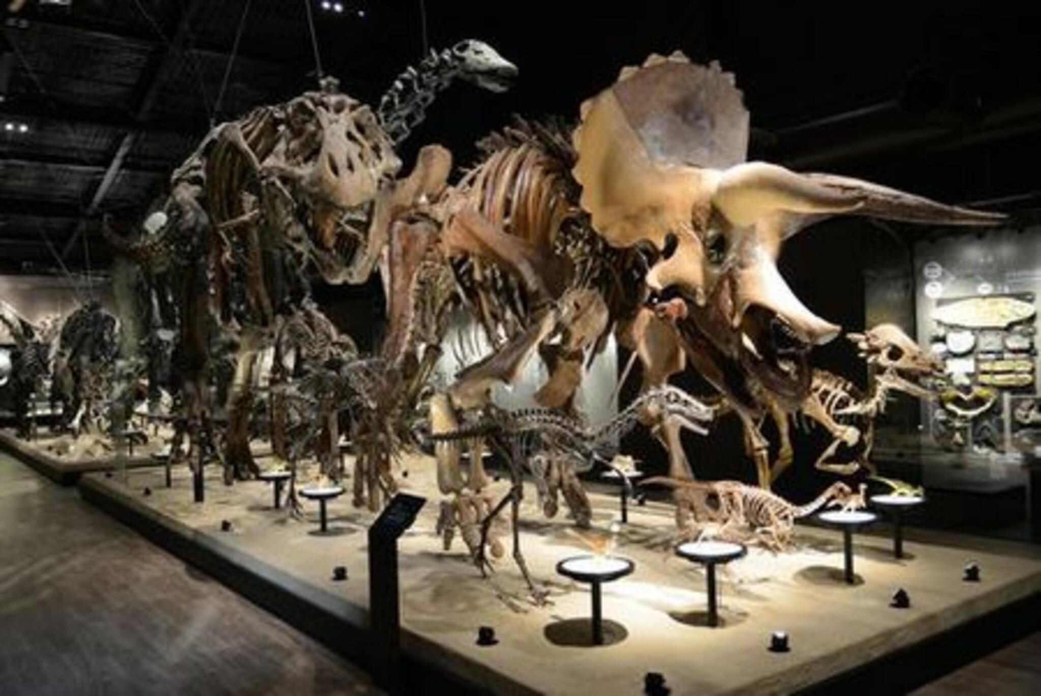 御船町恐竜博物館の代表写真8