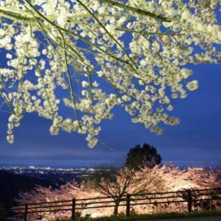 八面山平和公園の写真1