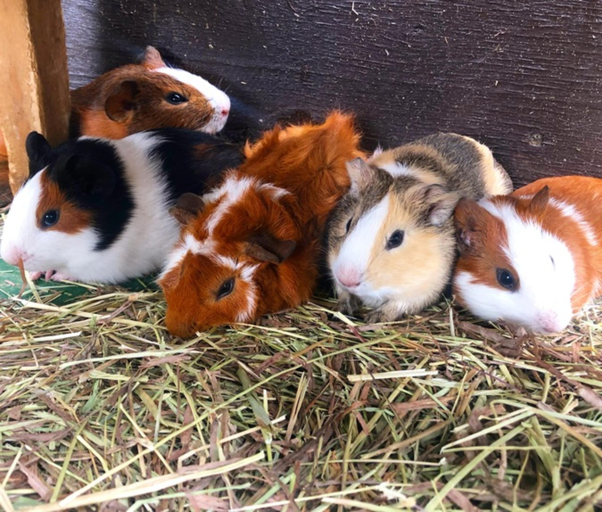 ふれあい動物園 ANIMAの代表写真4