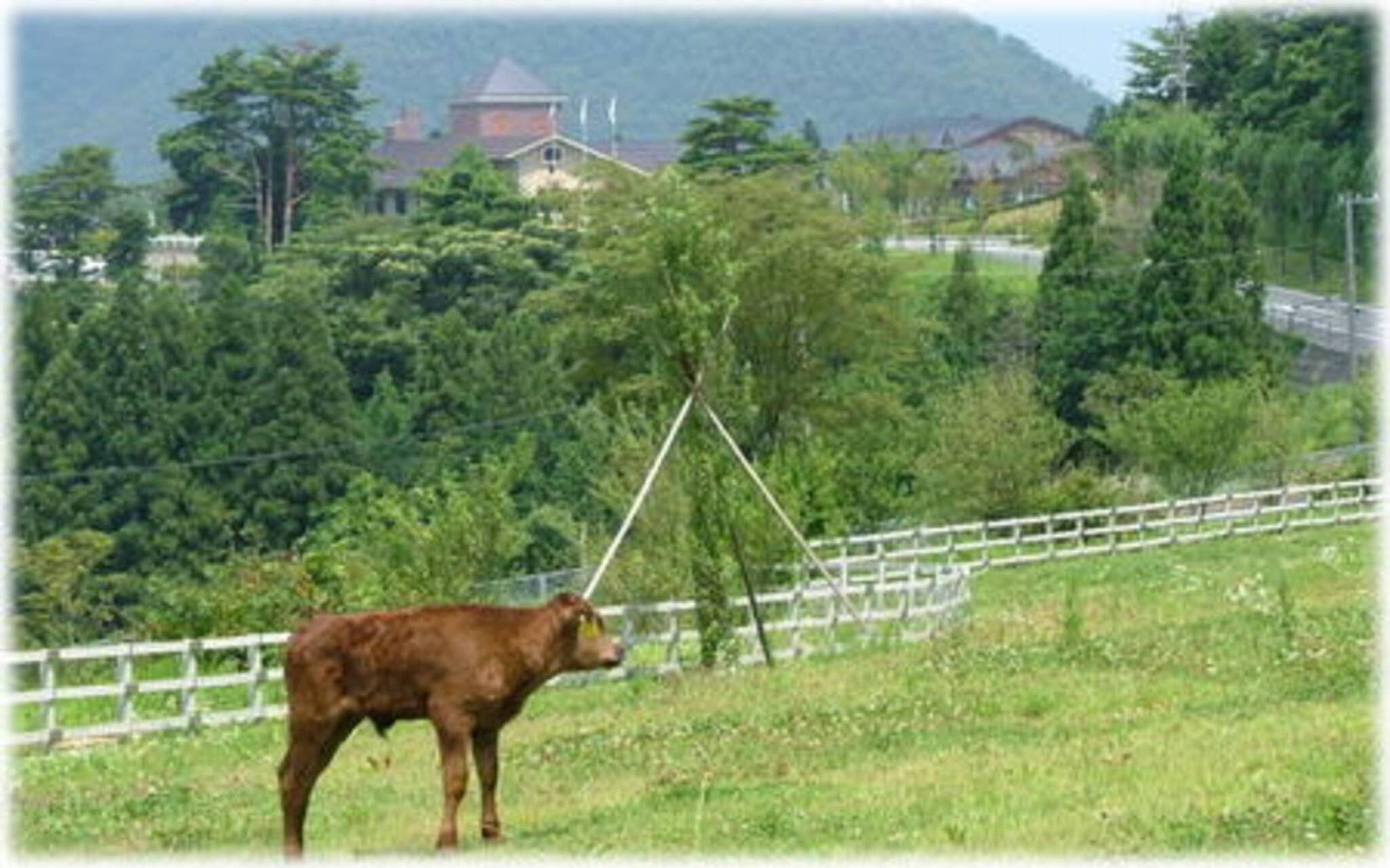 兵庫県立但馬牧場公園の代表写真7