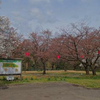 砺波市上和田緑地キャンプ場の写真4
