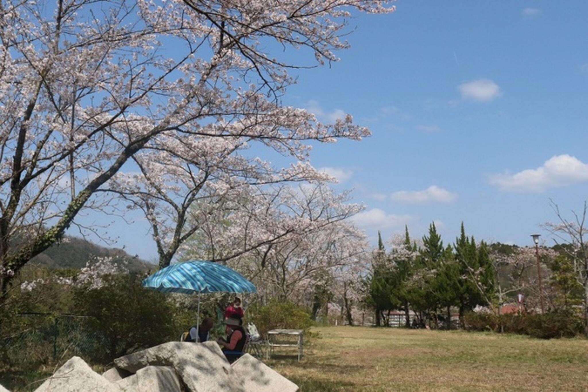 金比羅山公園の代表写真3