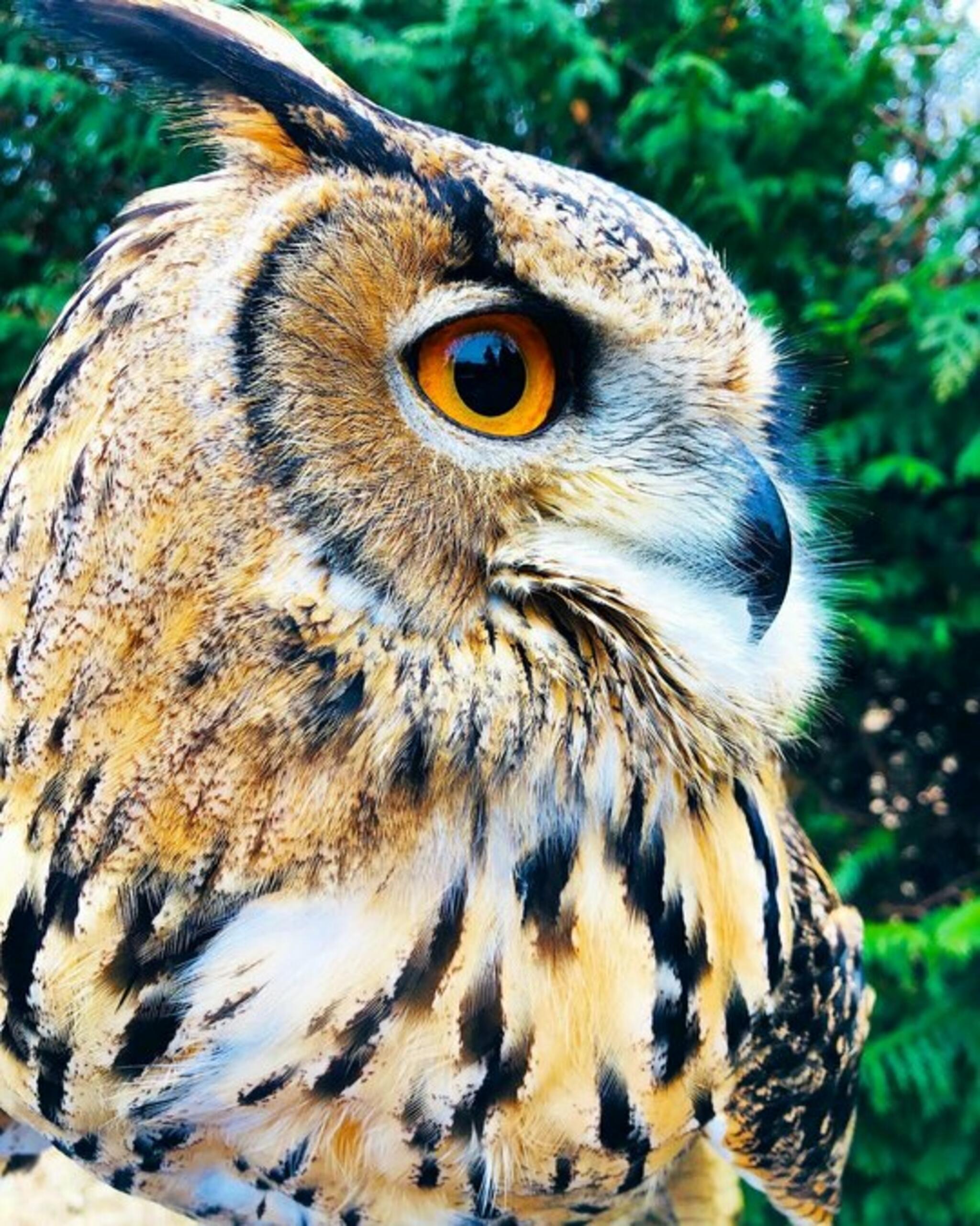 ふれあい動物園 ANIMAの代表写真2