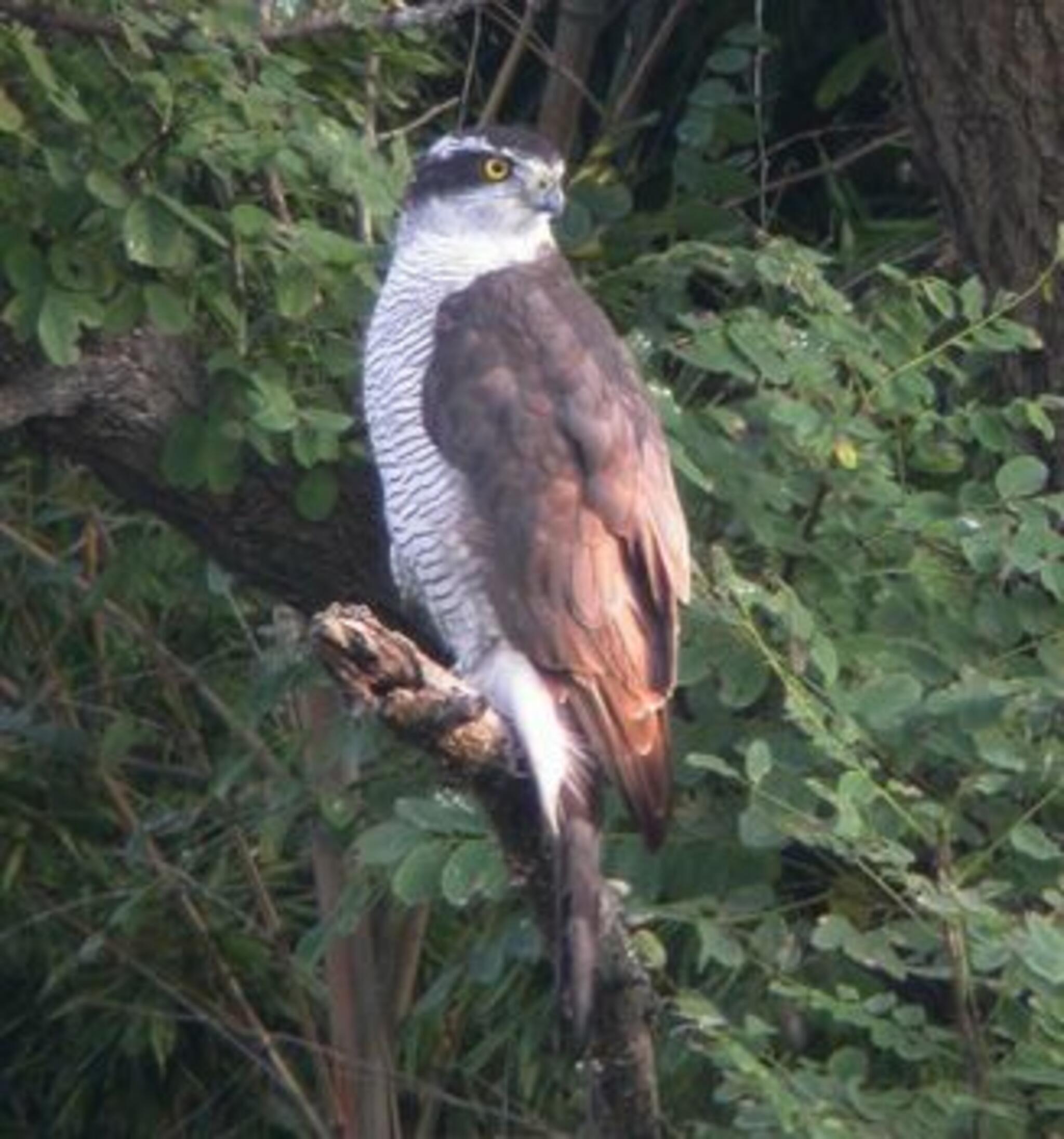 弥富野鳥園の代表写真6