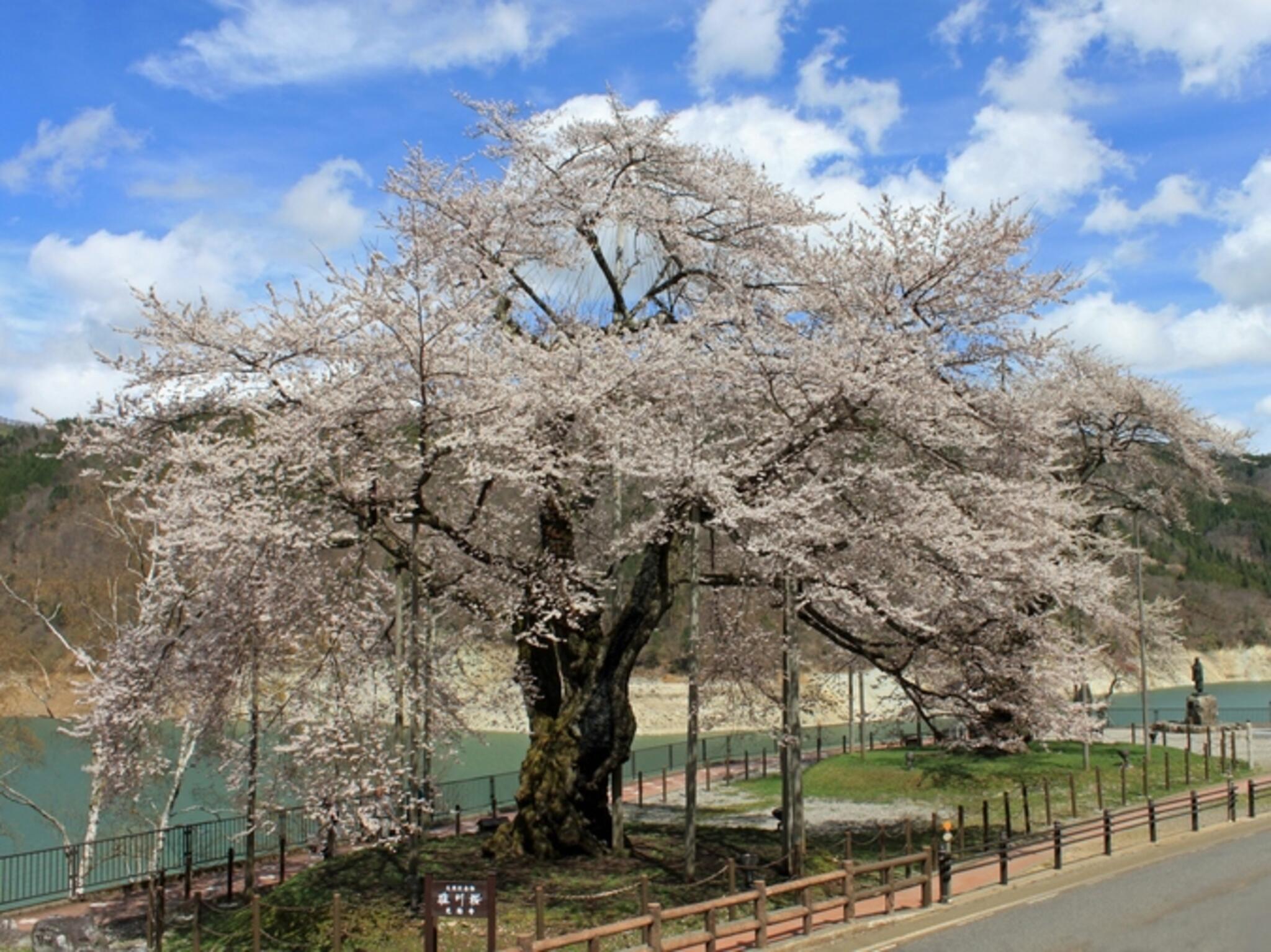 荘川桜の代表写真9
