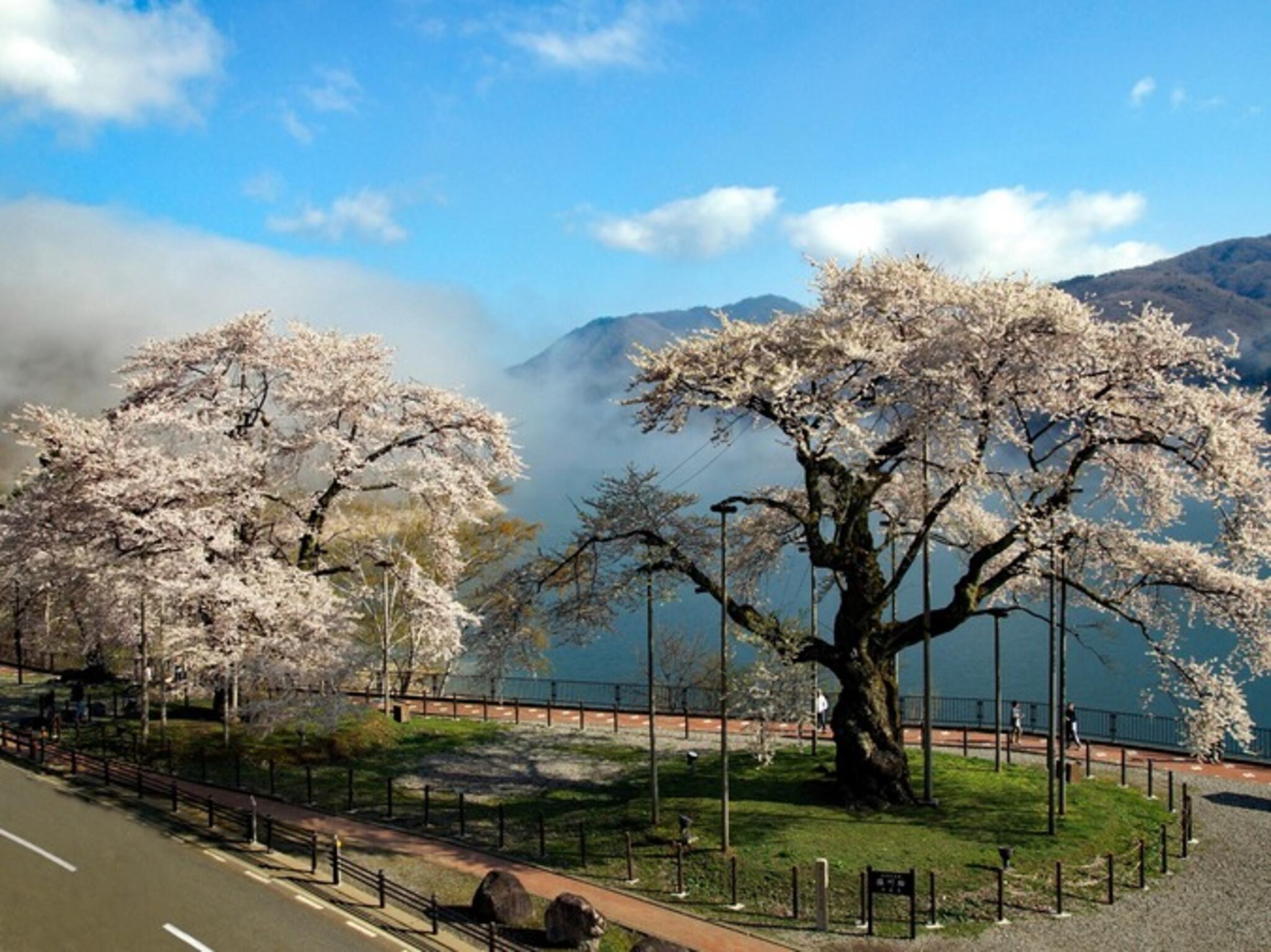 荘川桜の代表写真2