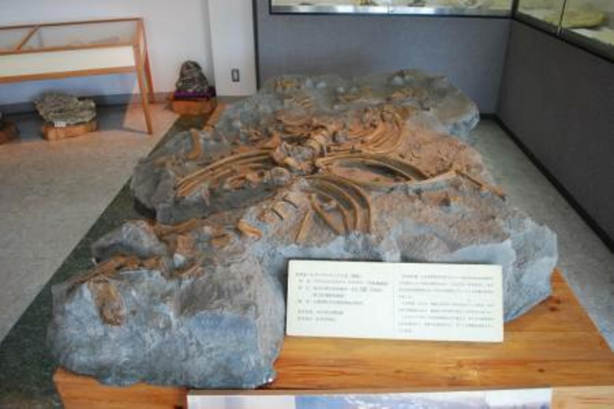 おがの化石館の代表写真9