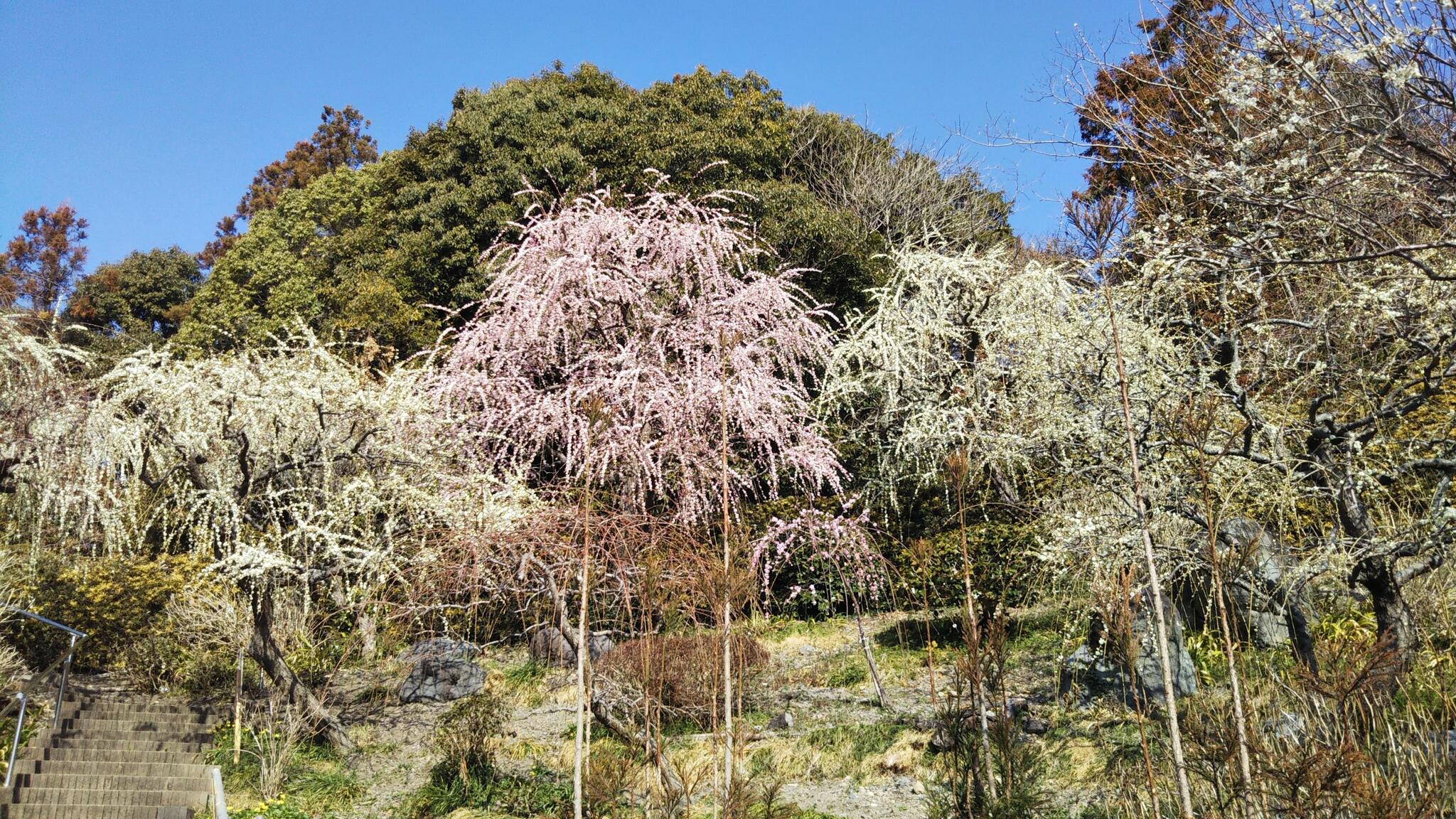 龍尾神社の代表写真8