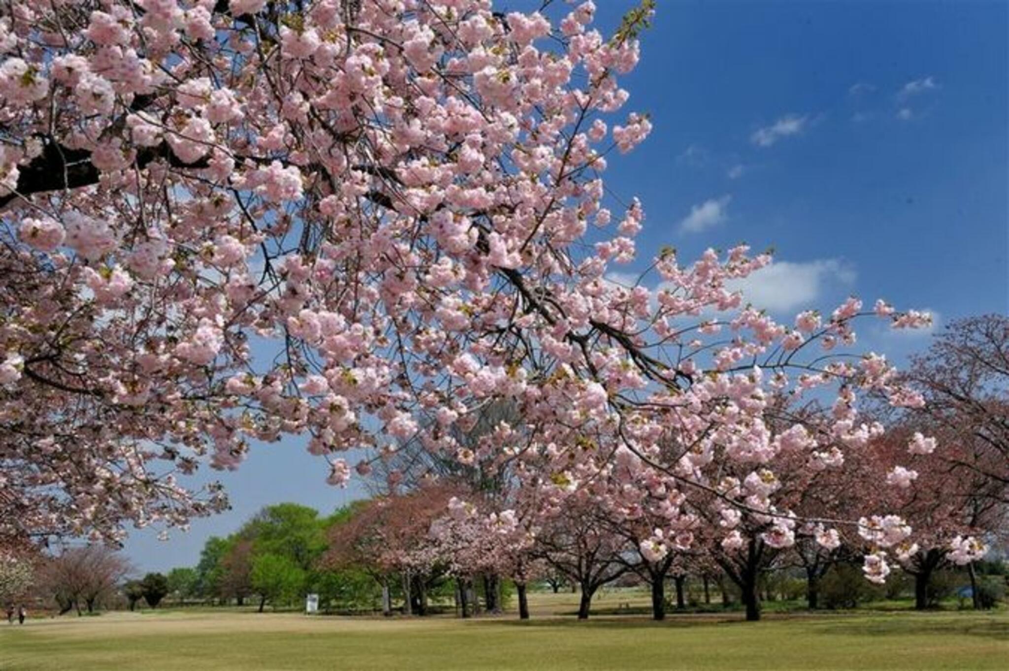 天平の丘公園(八重桜)の代表写真7