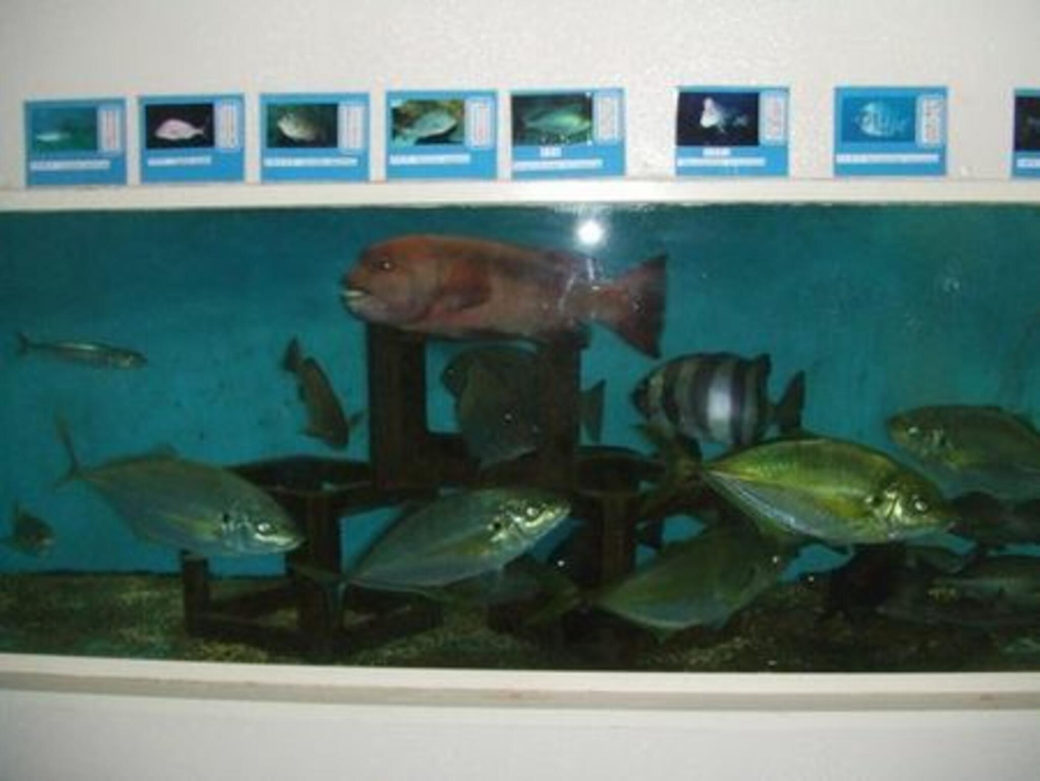 千葉大学海洋バイオシステム研究センター 水族館の代表写真3