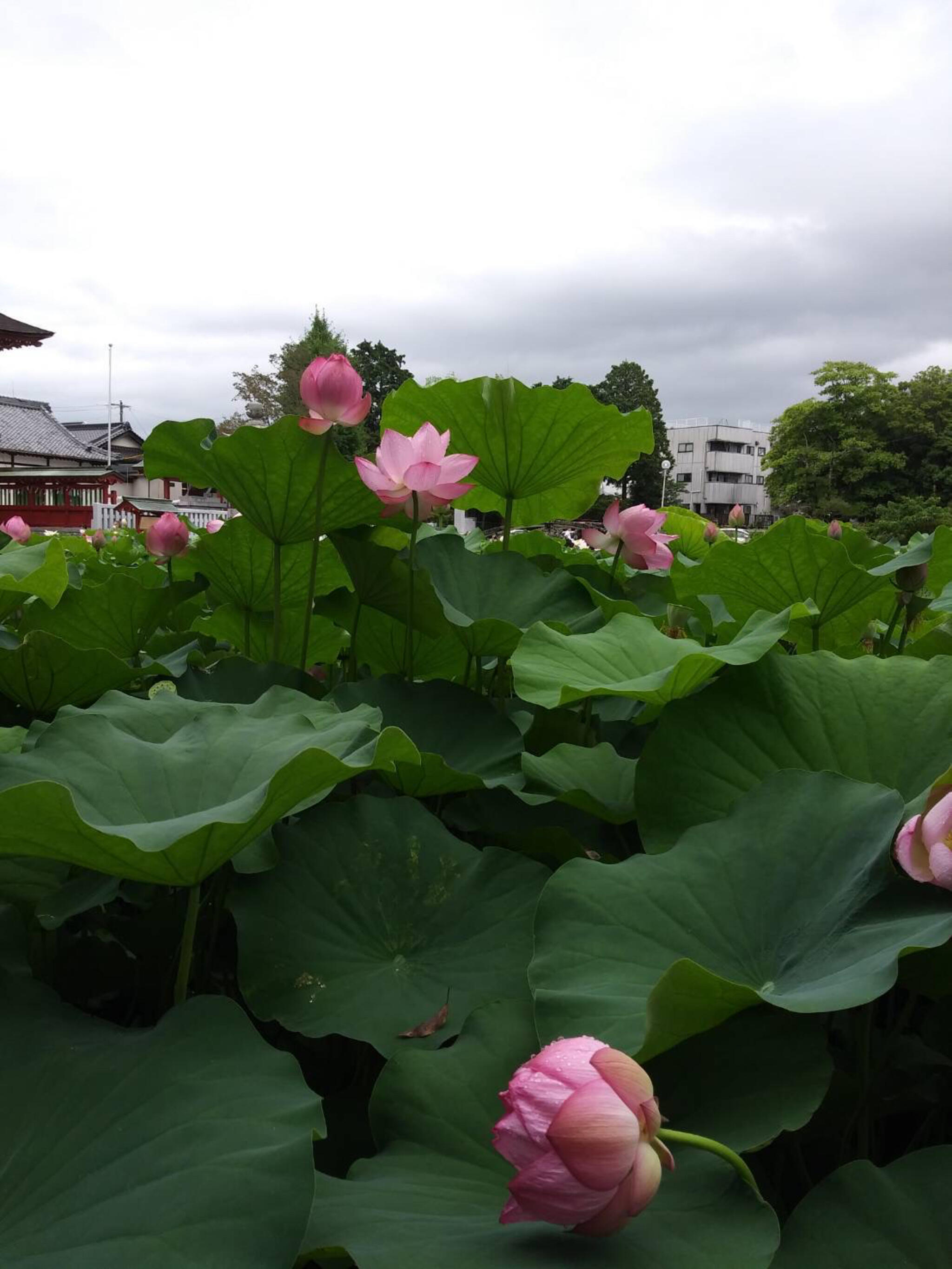 伊賀八幡宮の代表写真9