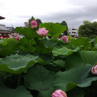 伊賀八幡宮の写真9