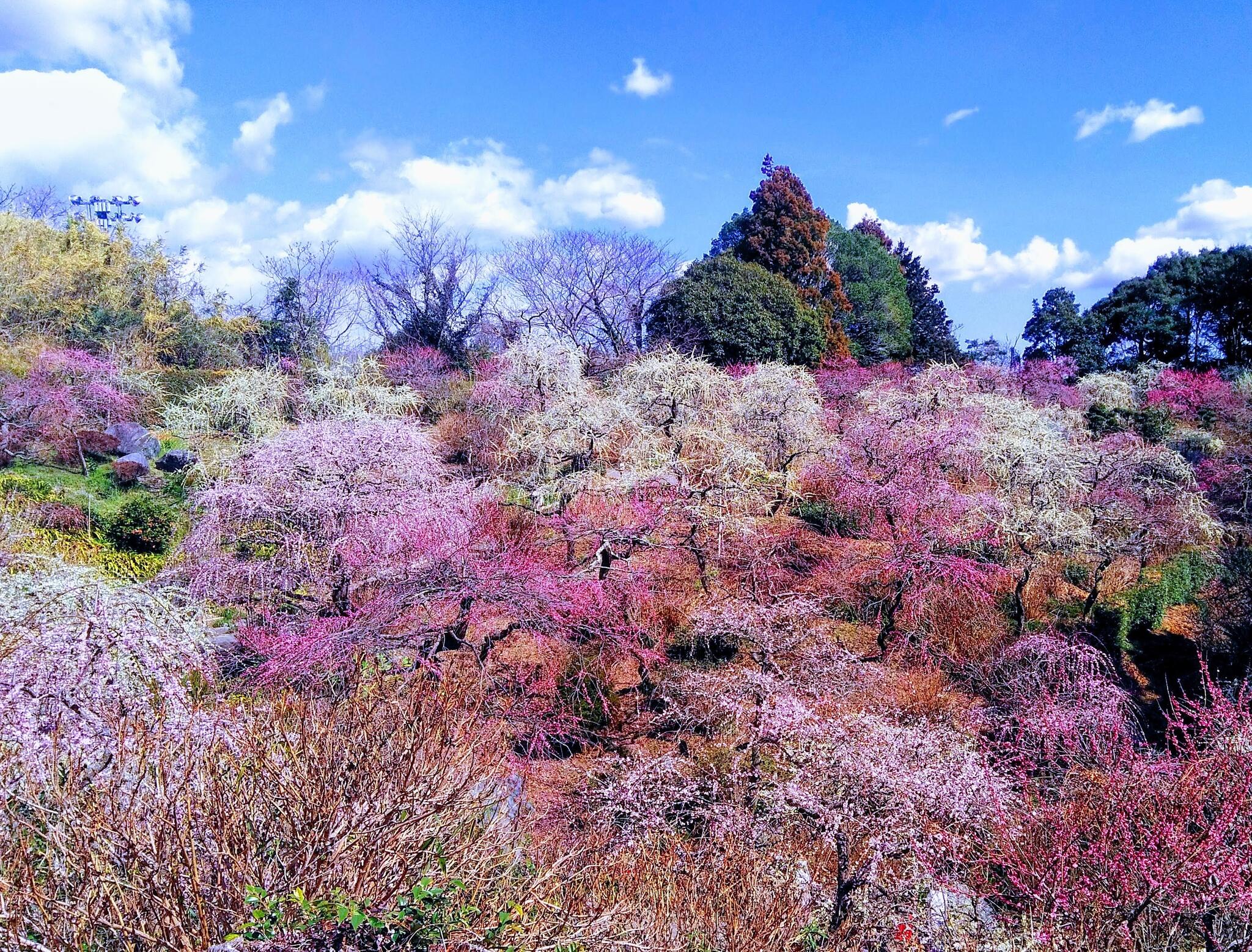 龍尾神社の代表写真2