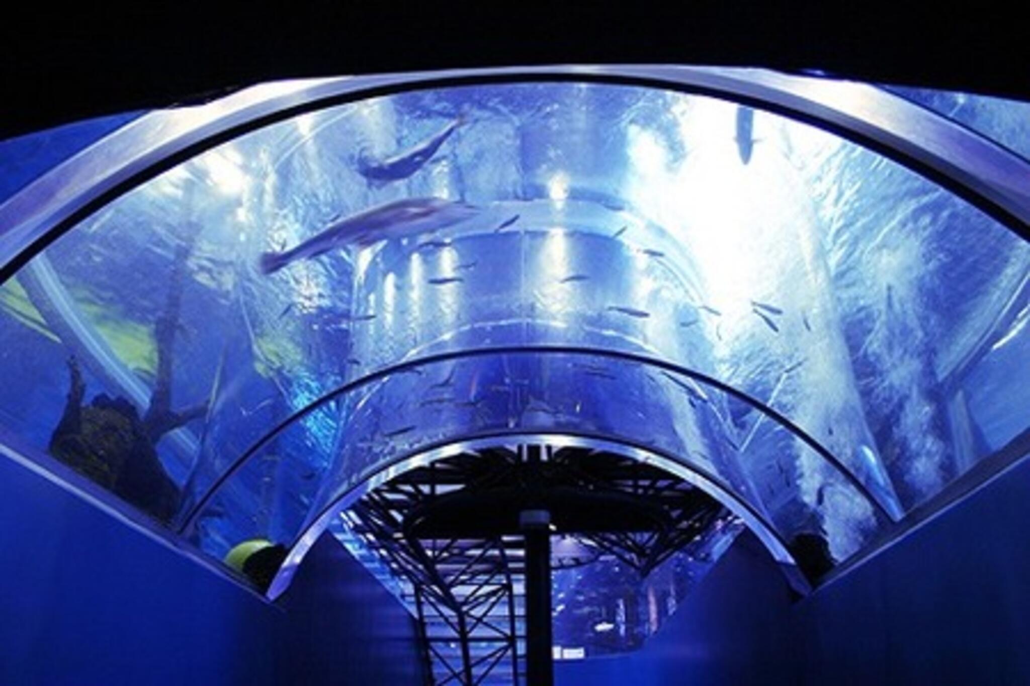 森の中の水族館。山梨県立富士湧水の里水族館の代表写真4