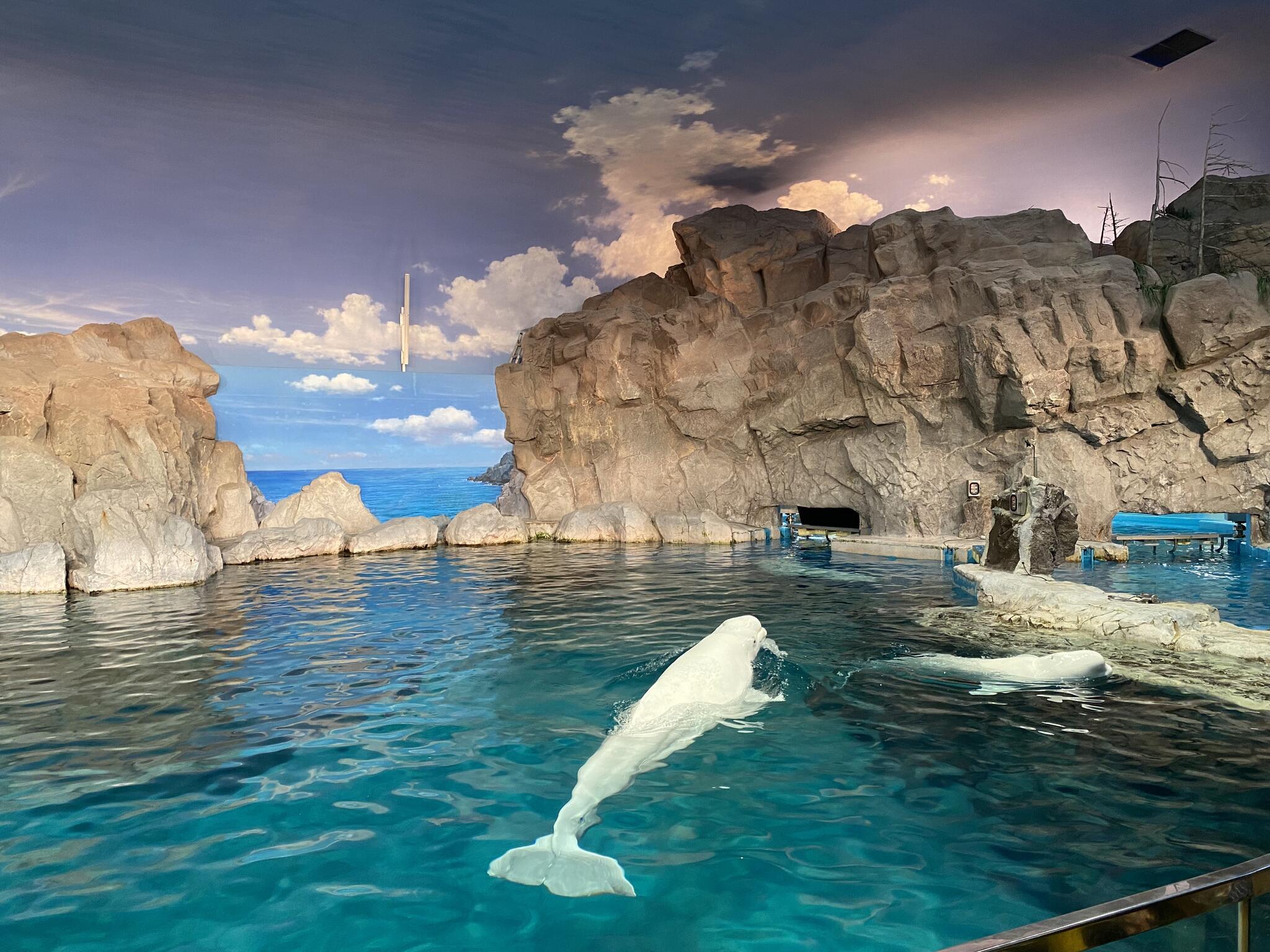 名古屋港水族館の代表写真3