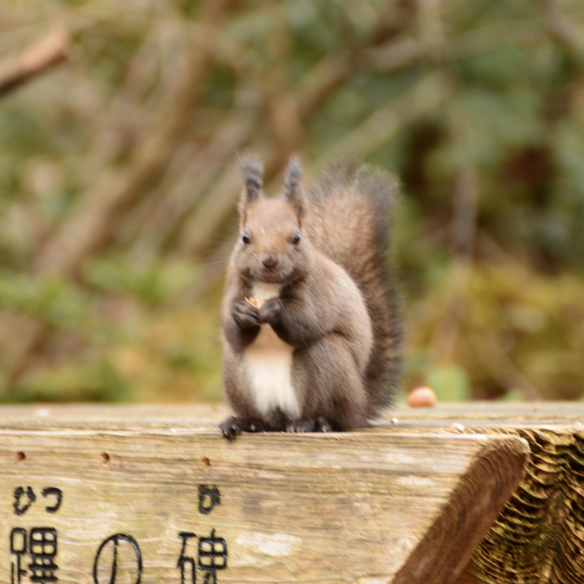 道立自然公園野幌森林公園の代表写真7