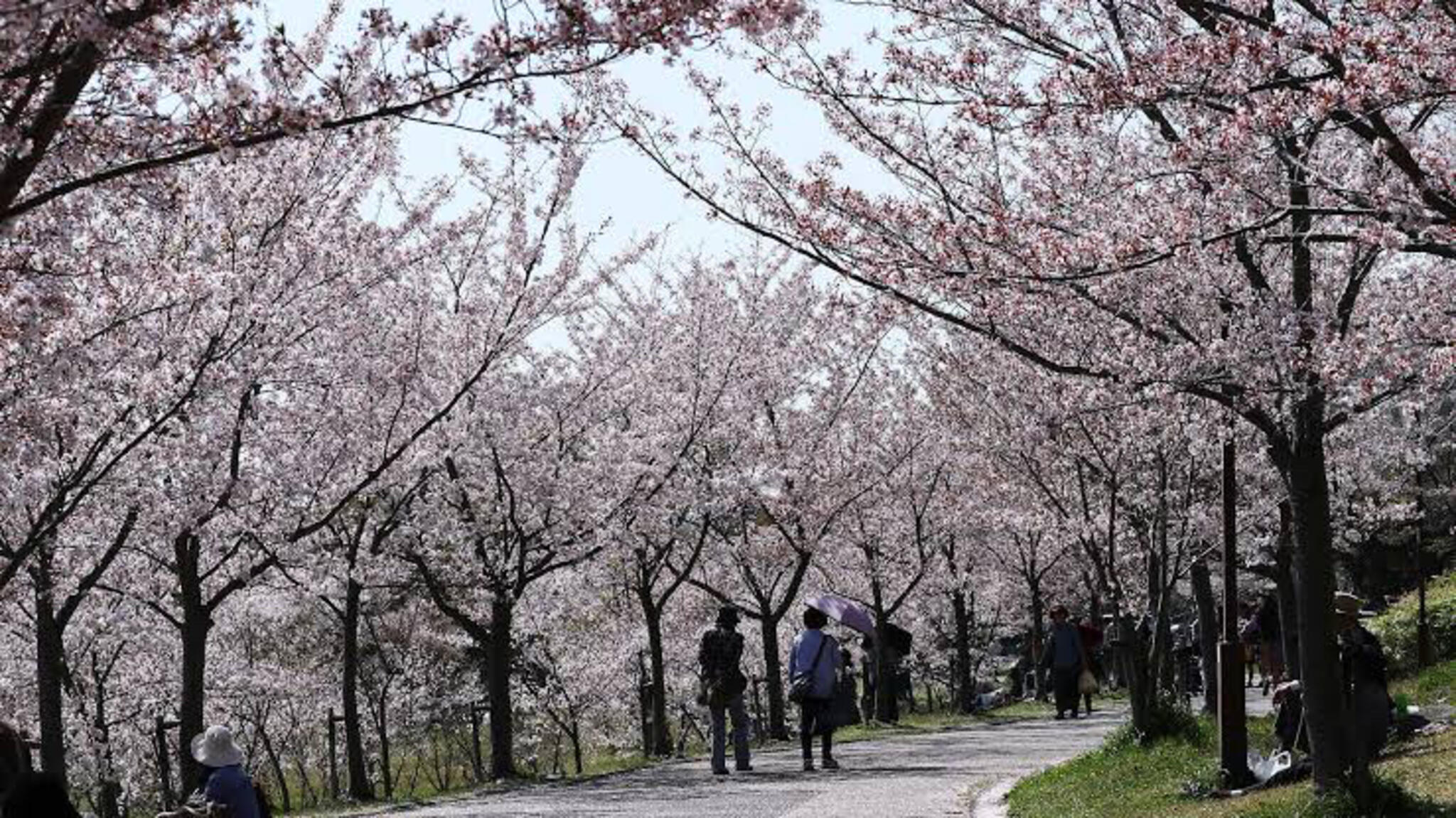 西神中央公園の代表写真3