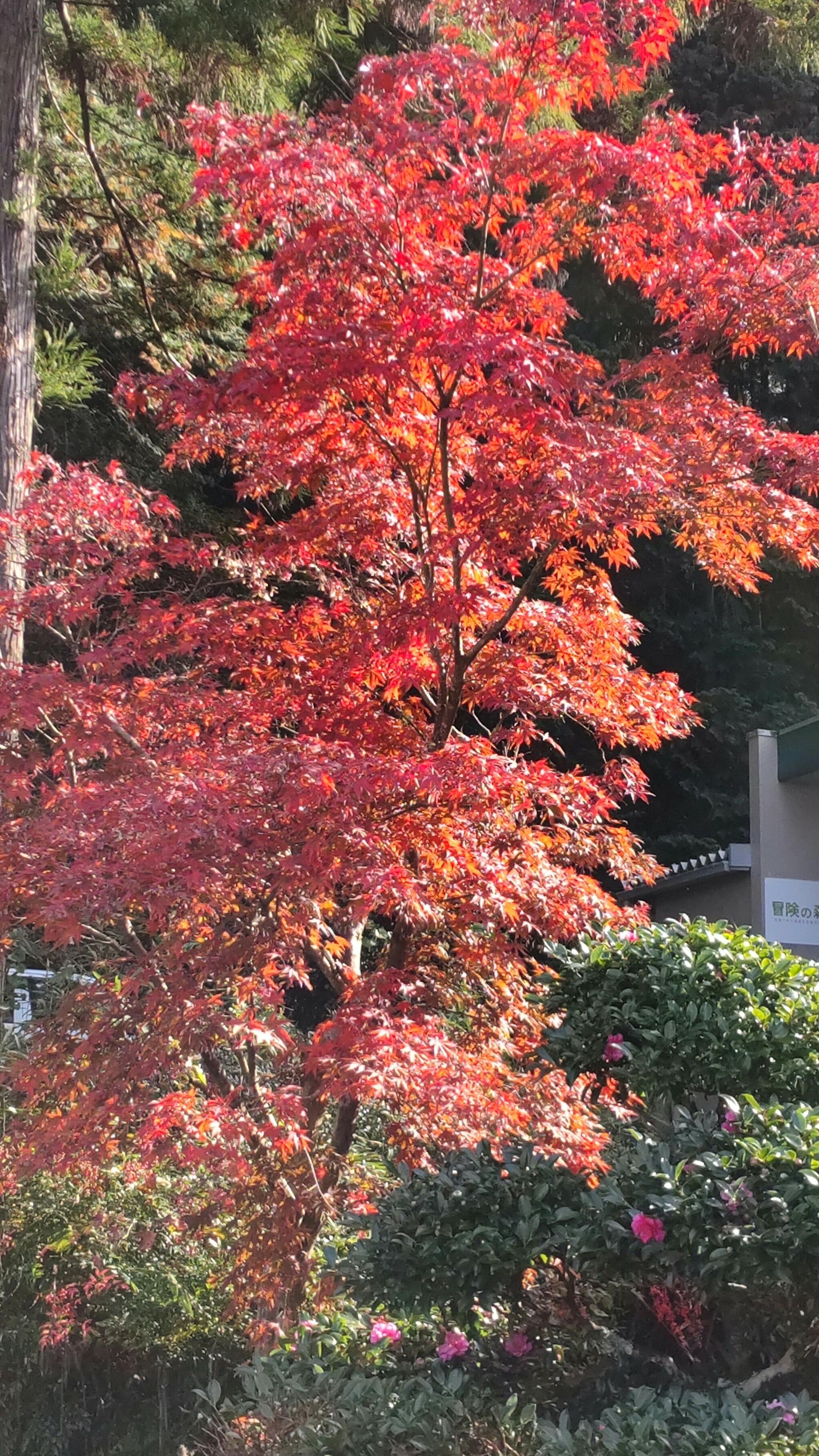 岐阜県百年公園の代表写真8