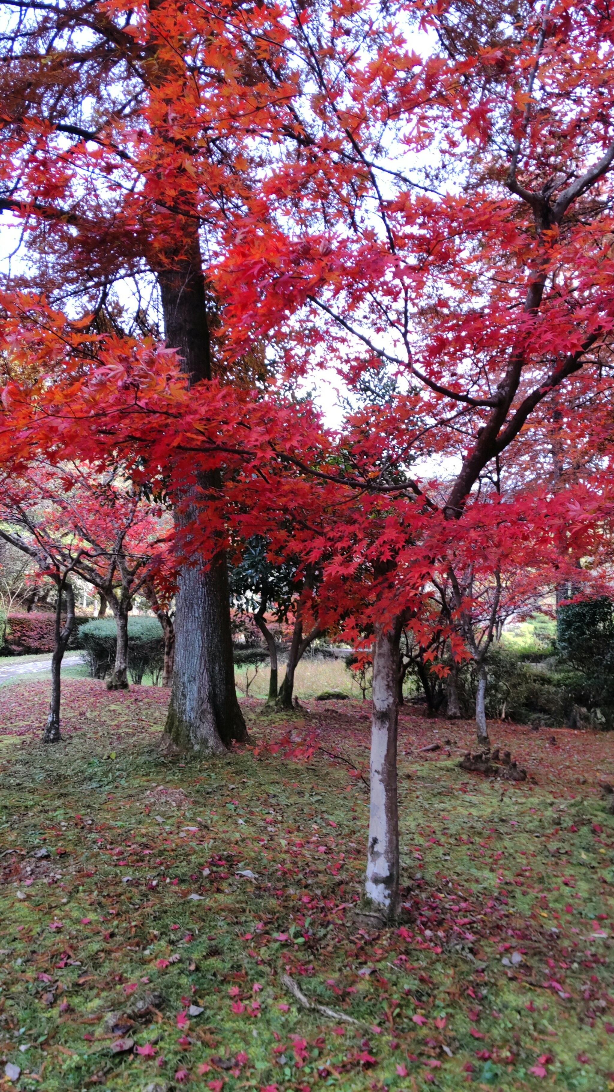 岐阜県百年公園の代表写真9