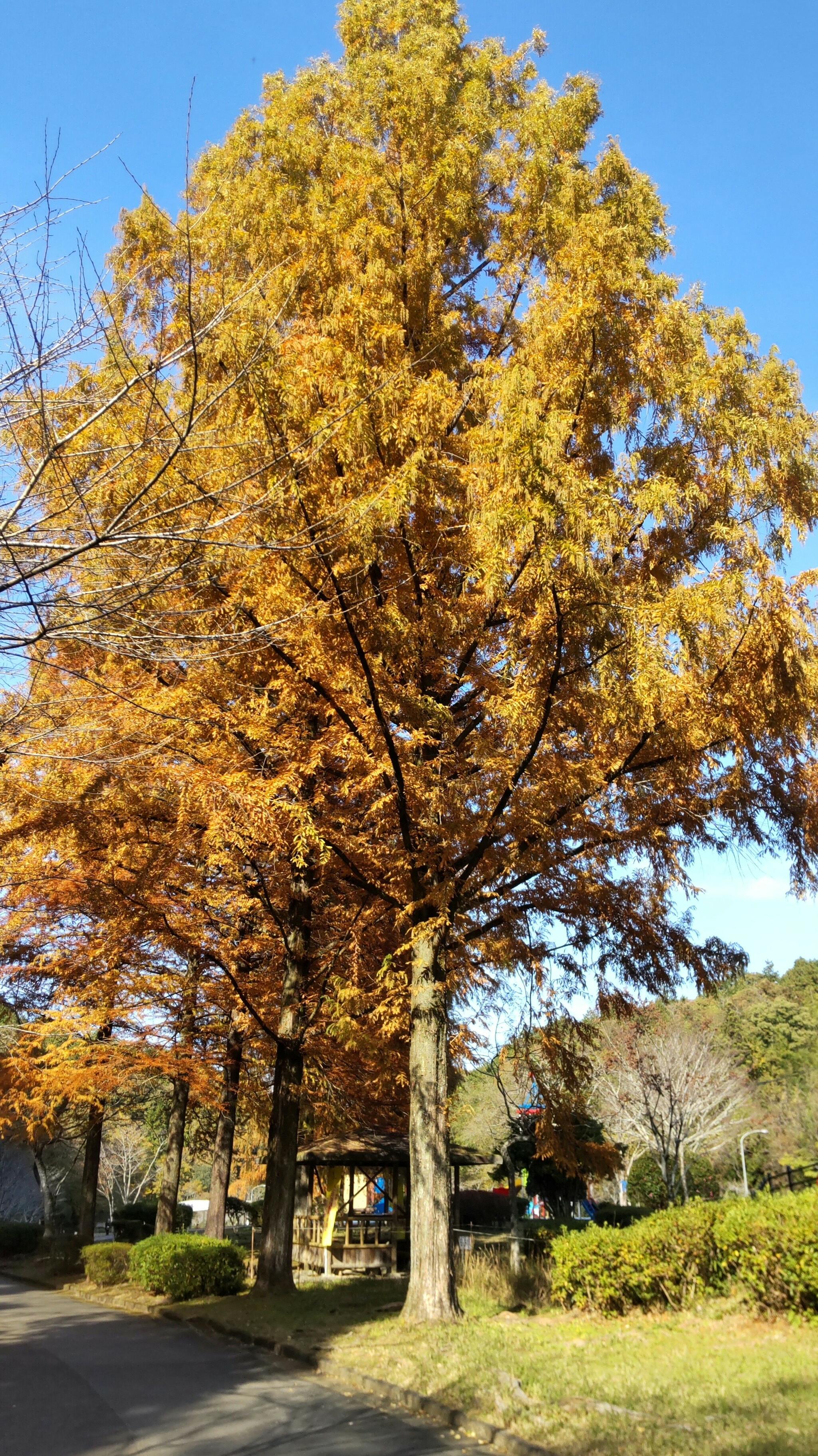 岐阜県百年公園の代表写真5