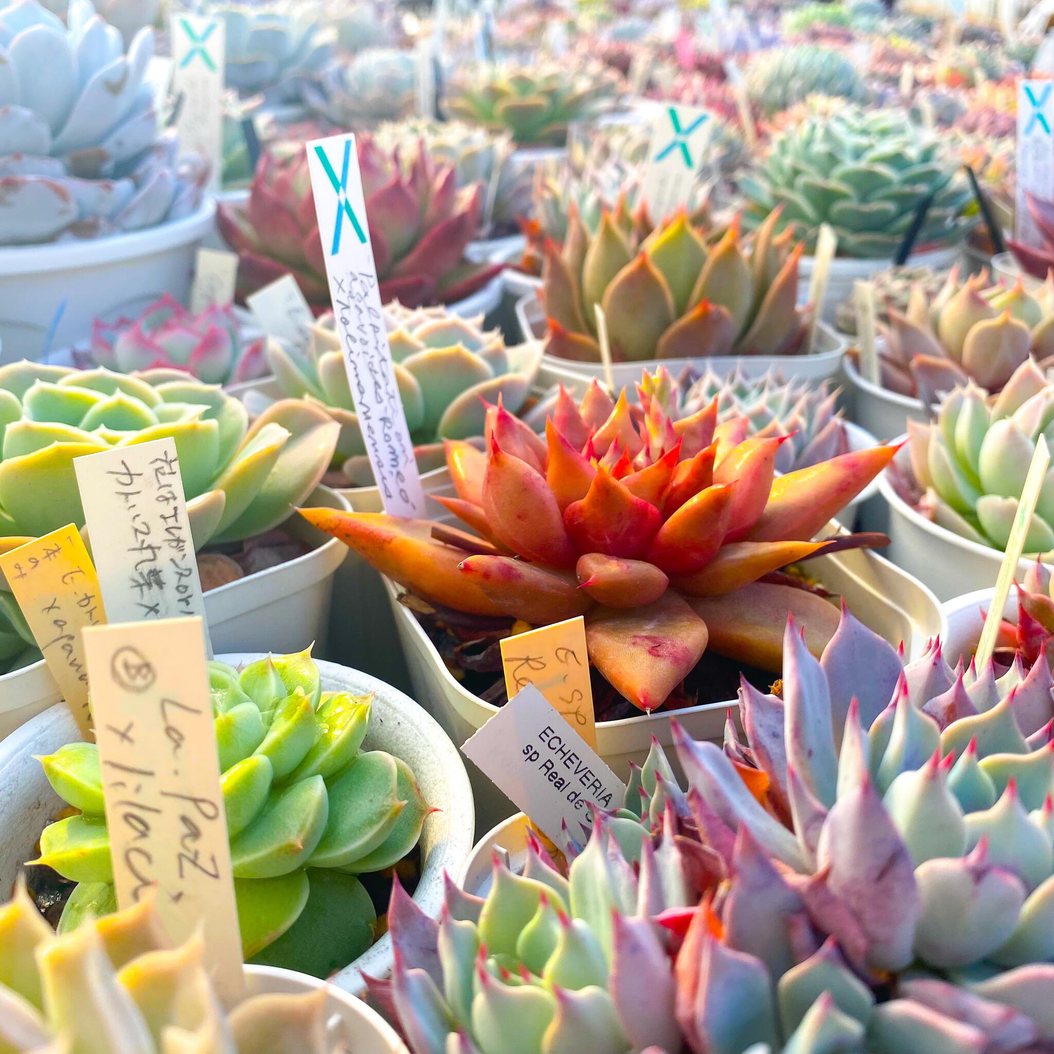 サボテン相談室 - 館林市千代田町/観葉植物店 | Yahoo!マップ