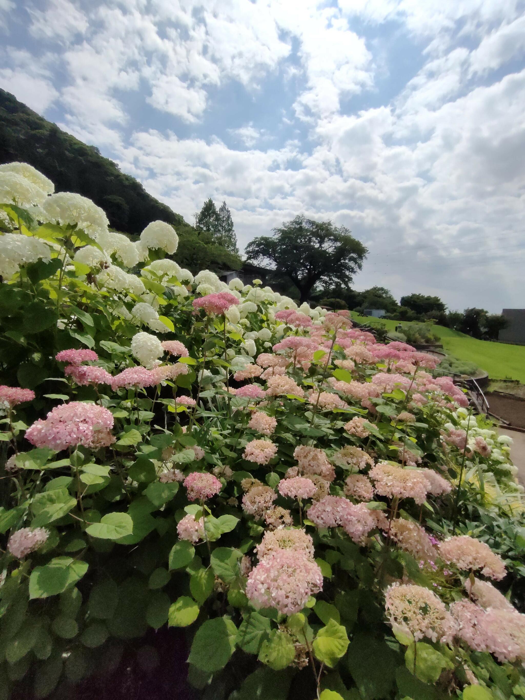 津久井湖城山公園(花の苑地第1・第2駐車場)の代表写真1