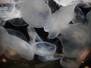 新潟市水族館 マリンピア日本海のクチコミ写真1