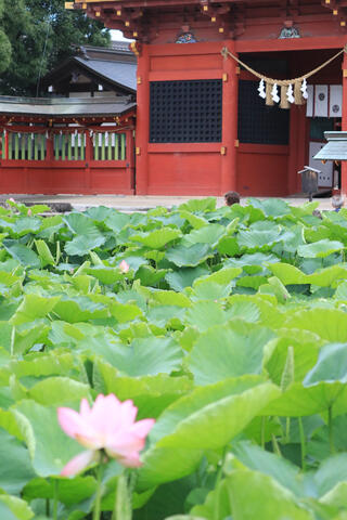 伊賀八幡宮のクチコミ写真4