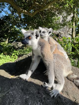 伊豆シャボテン動物公園のクチコミ写真3