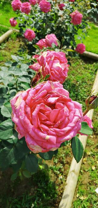 神代植物公園のクチコミ写真2