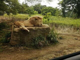 秋吉台自然動物公園サファリランドのクチコミ写真2