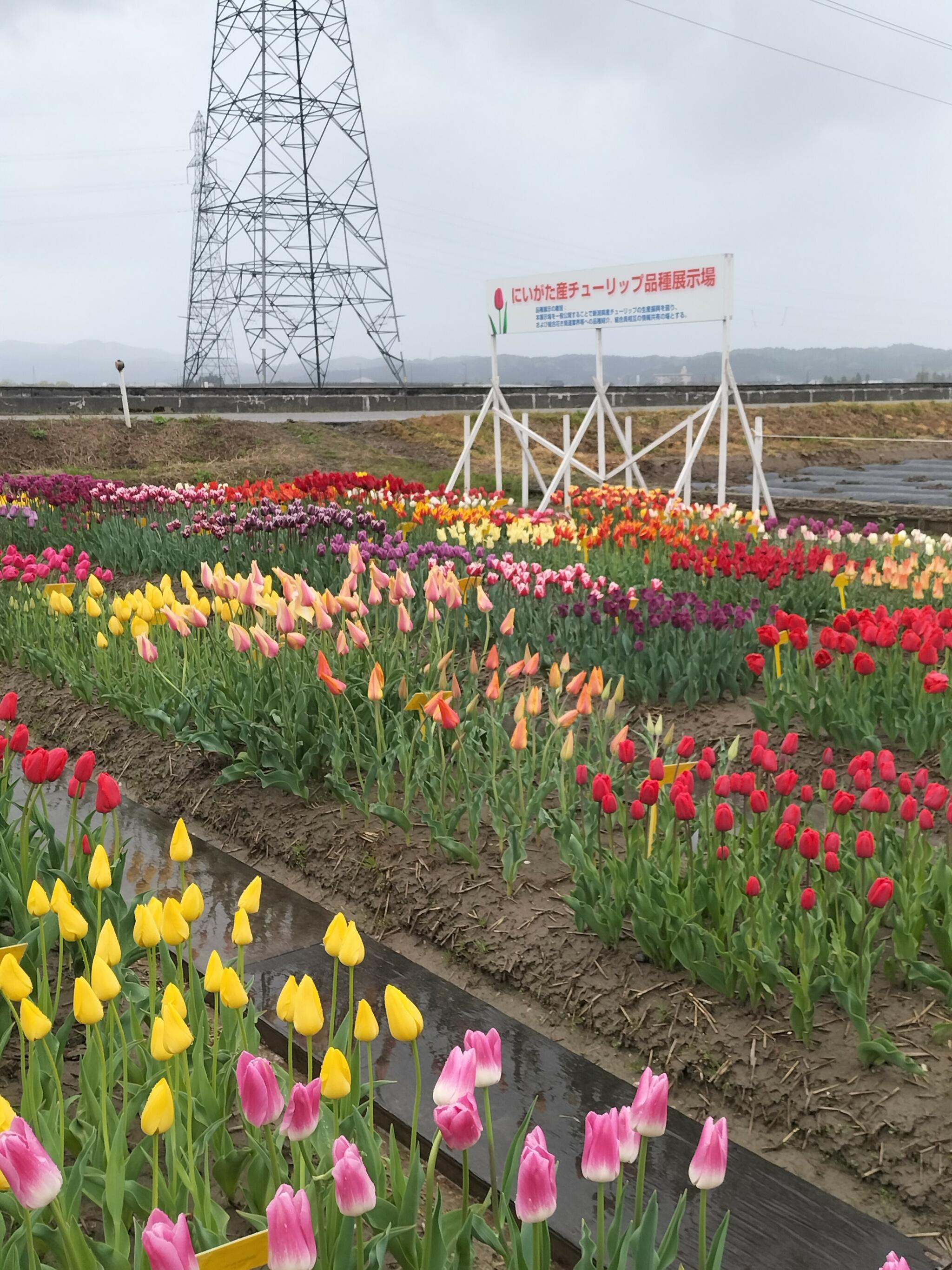 新潟県花卉球根農業協同組合の代表写真2