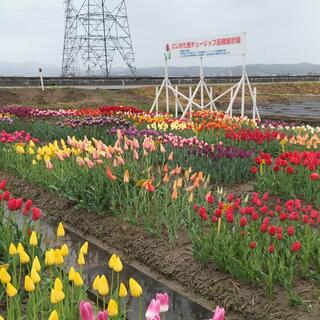 新潟県花卉球根農業協同組合の写真2