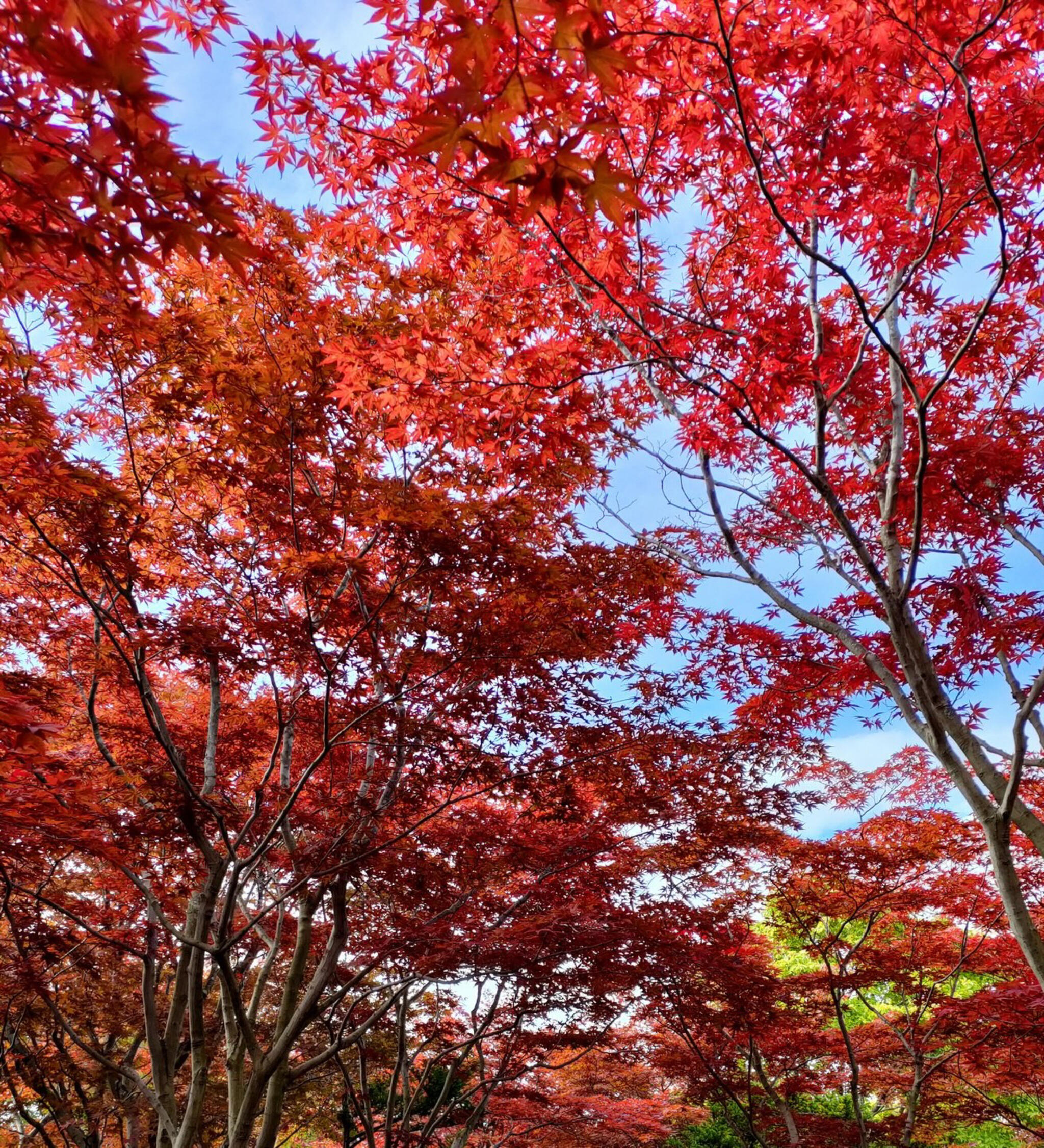 札幌市緑化植物園平岡樹芸センターの代表写真8