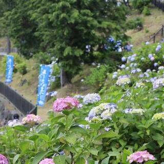 恋し野の里あじさい園の写真11