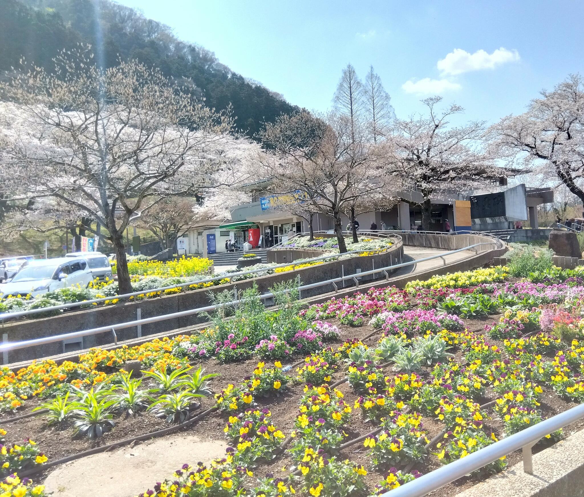 津久井湖城山公園(花の苑地第1・第2駐車場)の代表写真2