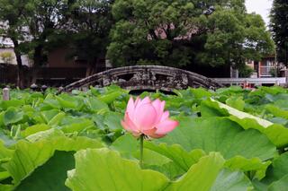 伊賀八幡宮のクチコミ写真3