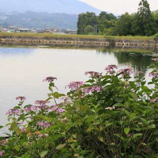 恋し野の里あじさい園の写真9