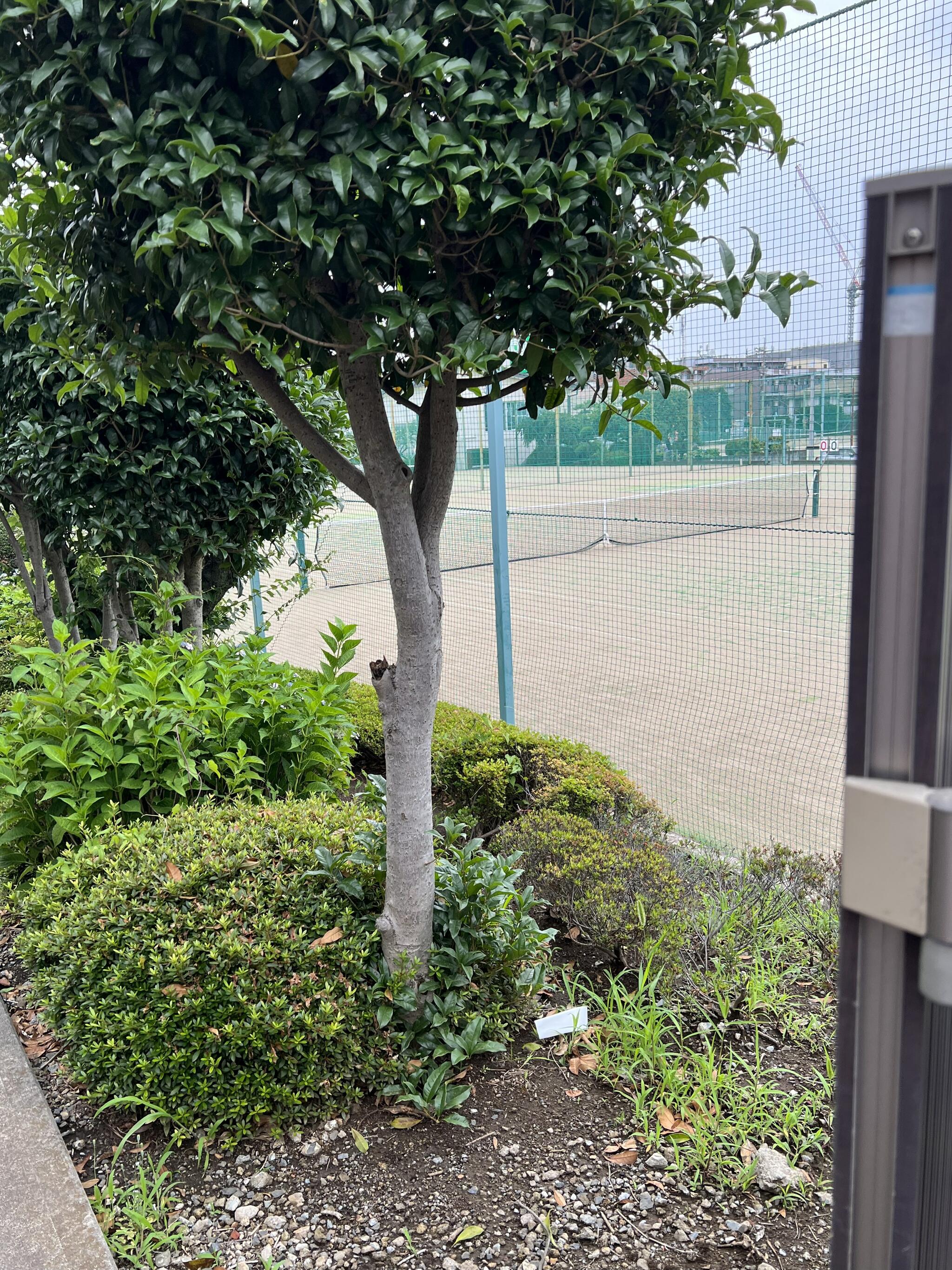 有限会社石神井ローンテニスクラブの代表写真3