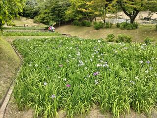 岡崎市東公園のクチコミ写真1