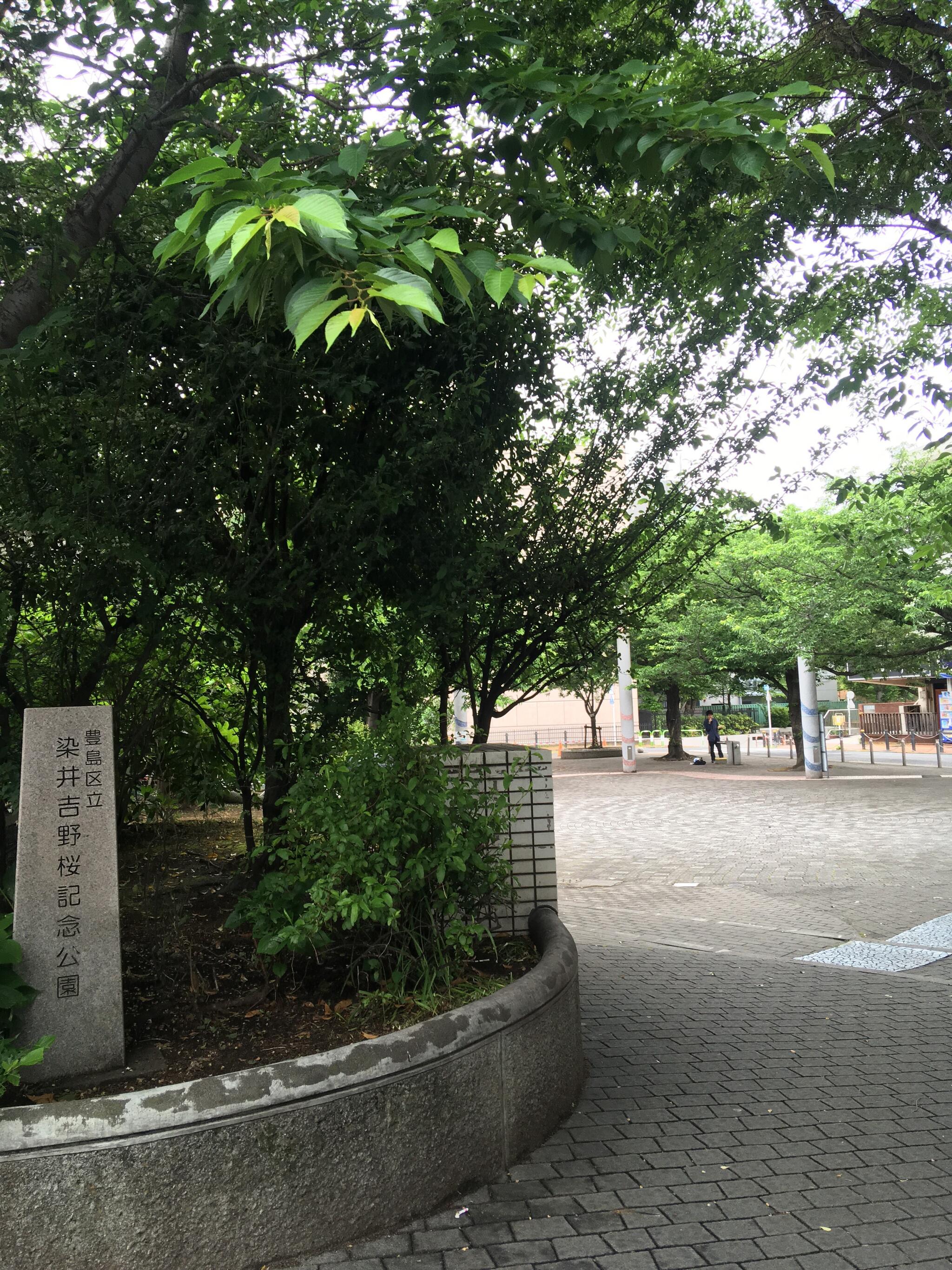 豊島区立 染井吉野桜記念公園の代表写真5