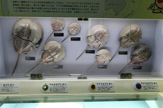 笠岡市立カブトガニ博物館のクチコミ写真1