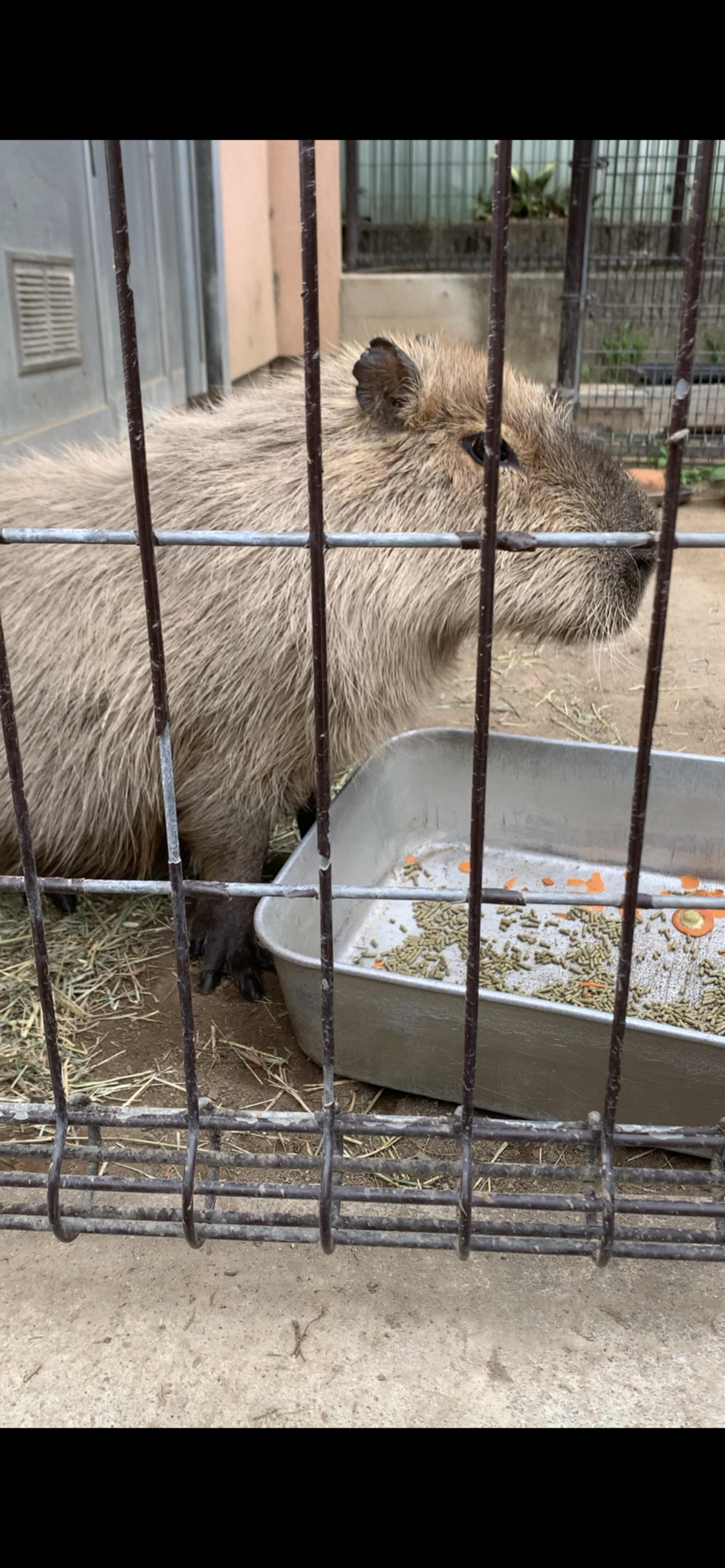 須坂市動物園の代表写真4